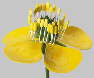 Ranunculus acer flower